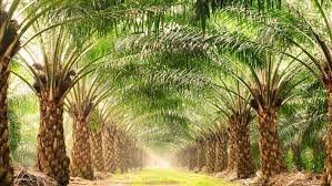 زراعة النخيل والأشجار والورد بالرياض